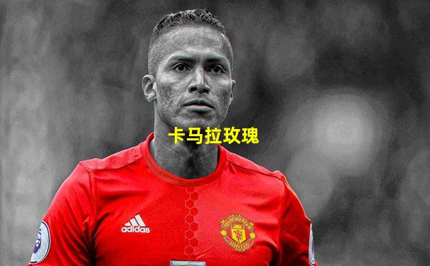 卡马拉玫瑰